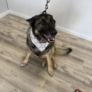 Pretty Paw - Timber - Pet Groomers Near Me - Chandler, Arizona