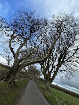 The Dark Hedges by null