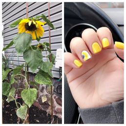 Real sunflower, hand painted sunflower Real sunflower, hand painted sunflower