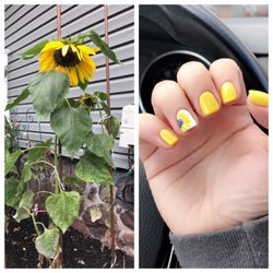 Daisy Nails & Spa - Real sunflower, hand painted sunflower