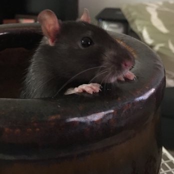 The Animal Connection - This is Abner, my first rat from animal connection. - Pet Stores Near Me - San Francisco, California The Animal Connection - This is Abner, my first rat from animal connection. - Pet Stores Near Me - San Francisco, California