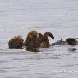 Elkhorn Slough Safari Nature Tours