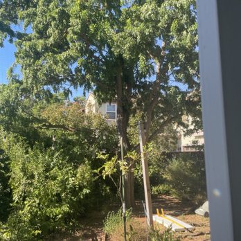 Stumpy's Tree Service - Before the trim - Tree Services Near Me - Livermore, California Stumpy's Tree Service - Before the trim - Tree Services Near Me - Livermore, California