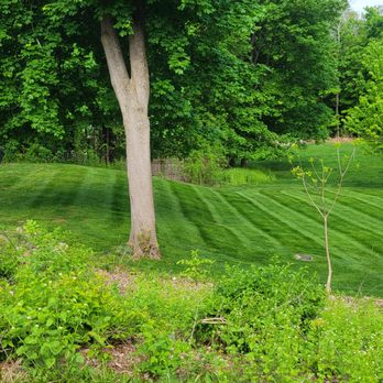 Alex Landscaping - a tree in the middle of a lawn - Landscaping Near Me - Norwood, Massachusetts