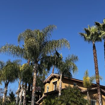 Efrain Tree Services - Tree Trimming - Tree Services Near Me