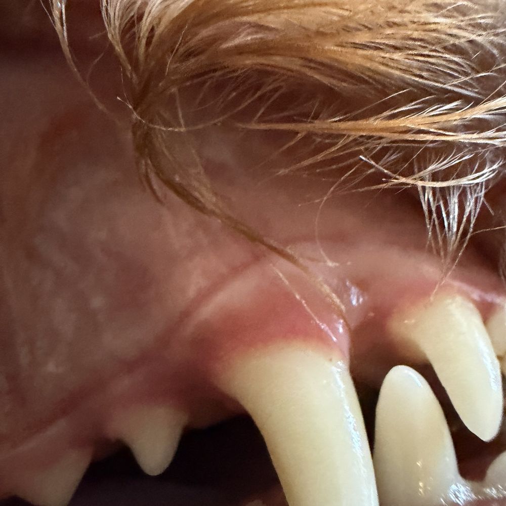 Advanced Veterinary Medical Center - After dental cleaning - Veterinarians Near Me - Milpitas, California