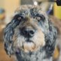Photo of Furology Educated Grooming