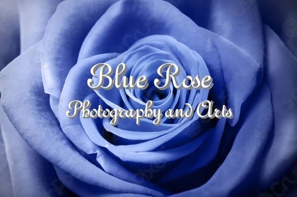 Blue Rose Photography And Arts