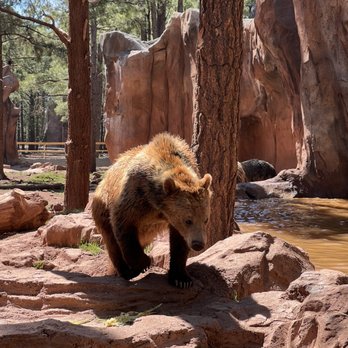 Bearizona - Zoos Near Me - Williams, Arizona Bearizona - Zoos Near Me - Williams, Arizona