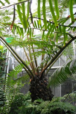 Palmiarnia Poznańska by null