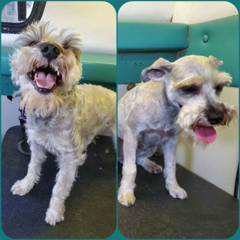 Tri-Valley Mobile Pet Grooming - Pet Groomers Near Me