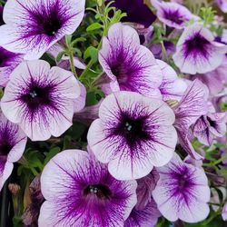 Fred Meyer - Clackamas - Hanging flower baskets