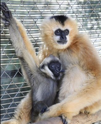Gibbon Conservation Center by null