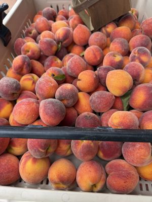 Alachua County Farmers' Market by null