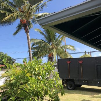 Island Trees - Tree Services Near Me