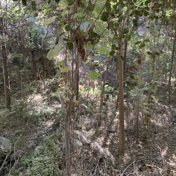 Gabrielino Trail - Hiking Near Me - Altadena, California