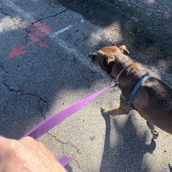 PR Running - Rail trail dog walk