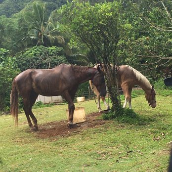 Legacy Horsemanship - Playboy and Kona IG: @Neko.Waifu_ - Horseback Riding Near Me - Kaaawa, Hawaii