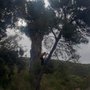 Photo of Five Star Tree Care
