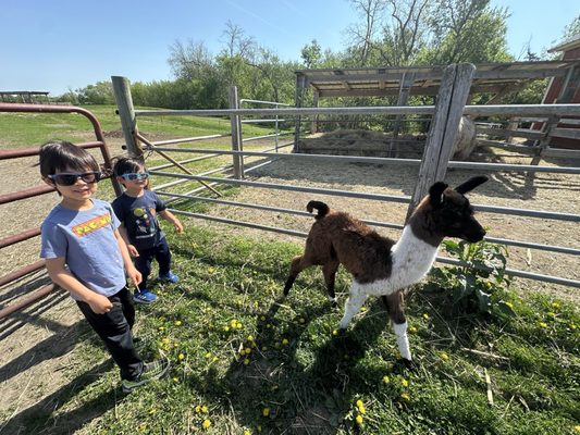 Carlson's Llovable Llamas by null