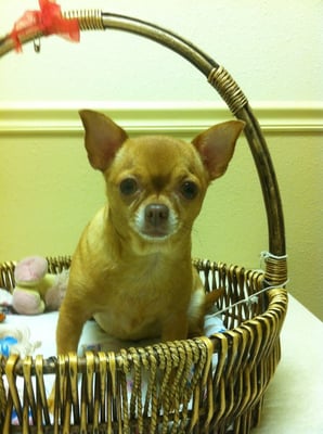 bearss animal hospital