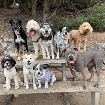 Trailing Tails - The gang - Dog Walkers Near Me