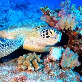 Discover Diving Dive Center - Diving Near Me - Port Orange, Florida Discover Diving Dive Center - Diving Near Me - Port Orange, Florida