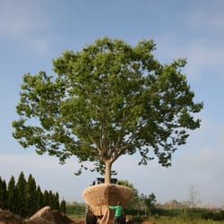 Whitmores Landscaping