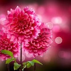 Jeremy A. Moore, MD - Dr. Moore can help children and adults with allergies and asthma problems.  Oklahoma weeds, mold and trees.
