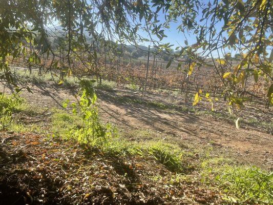 Principe di Tricase Winery by null