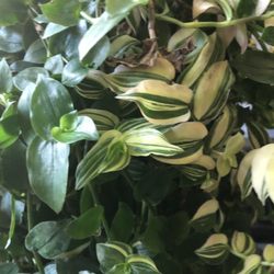 Vanhoff 's Garden Center - Large variegated Wandering Dude close-up.