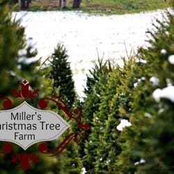 Miller's Christmas Tree Farm- Elizabethtown
