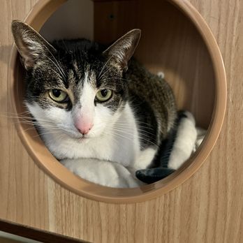 The Cat Cafe - Coffee & Tea Near Me - San Diego, California The Cat Cafe - Coffee & Tea Near Me - San Diego, California