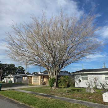Enjoy The View - Ficus tree - Tree Services Near Me - Merritt Island, Florida Enjoy The View - Ficus tree - Tree Services Near Me - Merritt Island, Florida