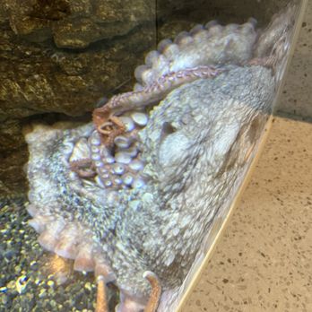 Oregon Coast Aquarium - Octopus - Aquariums Near Me - Newport, Oregon Oregon Coast Aquarium - Octopus - Aquariums Near Me - Newport, Oregon