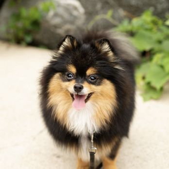 Eastown Veterinary Clinic - Veterinarians Near Me - Grand Rapids, Michigan Eastown Veterinary Clinic - Veterinarians Near Me - Grand Rapids, Michigan