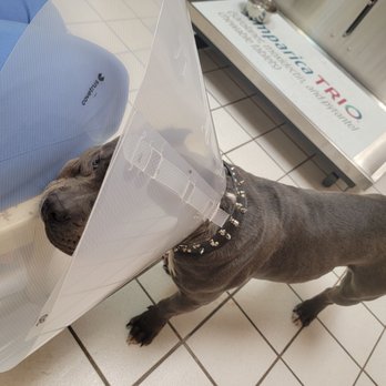 Dogma Dog Care - He has lost so much weight and now needs this cone to keep him from licking his wounds - Pet Groomers Near Me - Smyrna, Georgia Dogma Dog Care - He has lost so much weight and now needs this cone to keep him from licking his wounds - Pet Groomers Near Me - Smyrna, Georgia