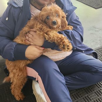 Precious Petite Puppies - Me with cute Pluto - Pet Adoption Near Me - Norcross, Georgia
