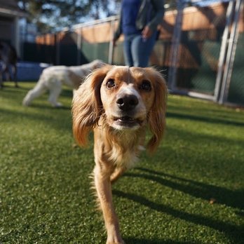 What's Up Dog HTX - Pet Groomers Near Me - Houston, Texas What's Up Dog HTX - Pet Groomers Near Me - Houston, Texas