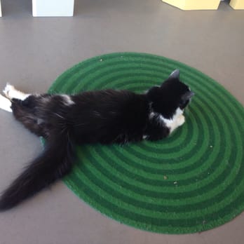 Cat Town - Animal Shelters Near Me - Oakland, California Cat Town - Animal Shelters Near Me - Oakland, California