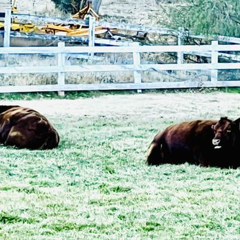 Spring Mountain Ranch State Park - December 2023 - Parks Near Me - Blue Diamond, Nevada