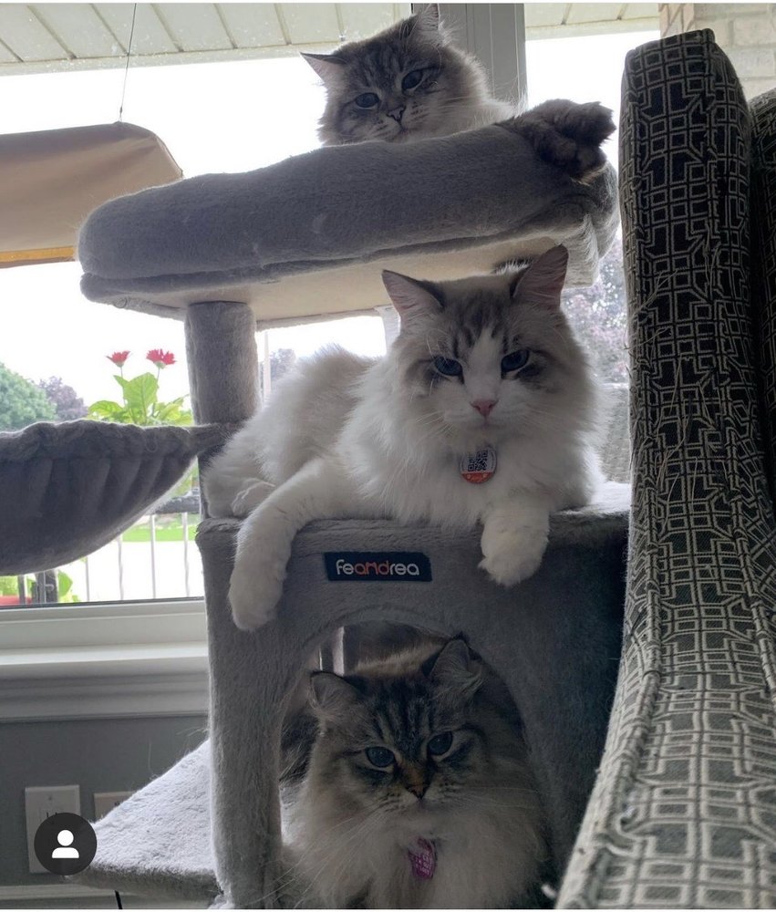 BEATTIE PET HOSPITAL EAST HAMILTON Updated October 2024 954