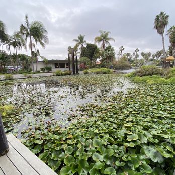 Paradise Point - Lily pads in another lake. - Resorts Near Me - San Diego, California