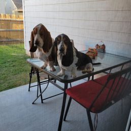 Jasper and ruby Jasper and ruby