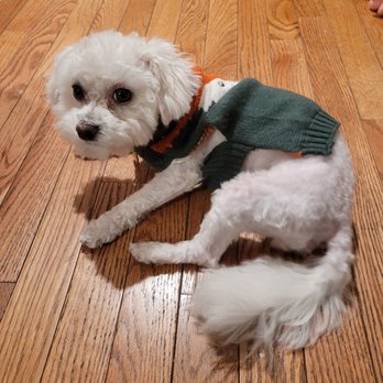 Brooklyn Pet Spa - 2 days after the groom - Pet Groomers Near Me - Brooklyn, New York
