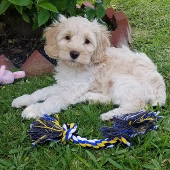 Cockapoodledoo Ranch - Pet Breeders Near Me Cockapoodledoo Ranch - Pet Breeders Near Me