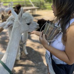 Old Mill Alpacas