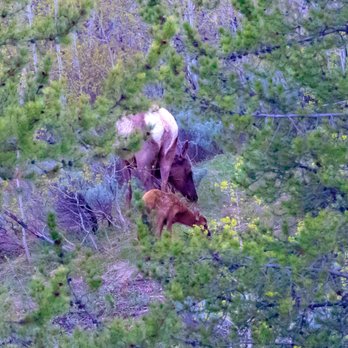 Christian Pond Trail - We saw a momma and baby elk!!! (May 2023) - Hiking Near Me - Moran, Wyoming