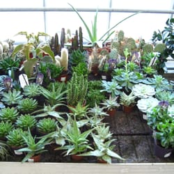 Langeskov Planteskole - Succulents