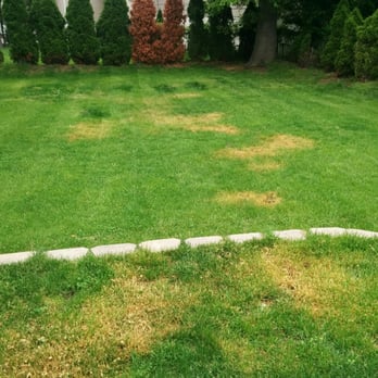 TruGreen Lawn Care - They grass was green before Tru Green killed it. - Tree Services Near Me - Randolph, New Jersey TruGreen Lawn Care - They grass was green before Tru Green killed it. - Tree Services Near Me - Randolph, New Jersey